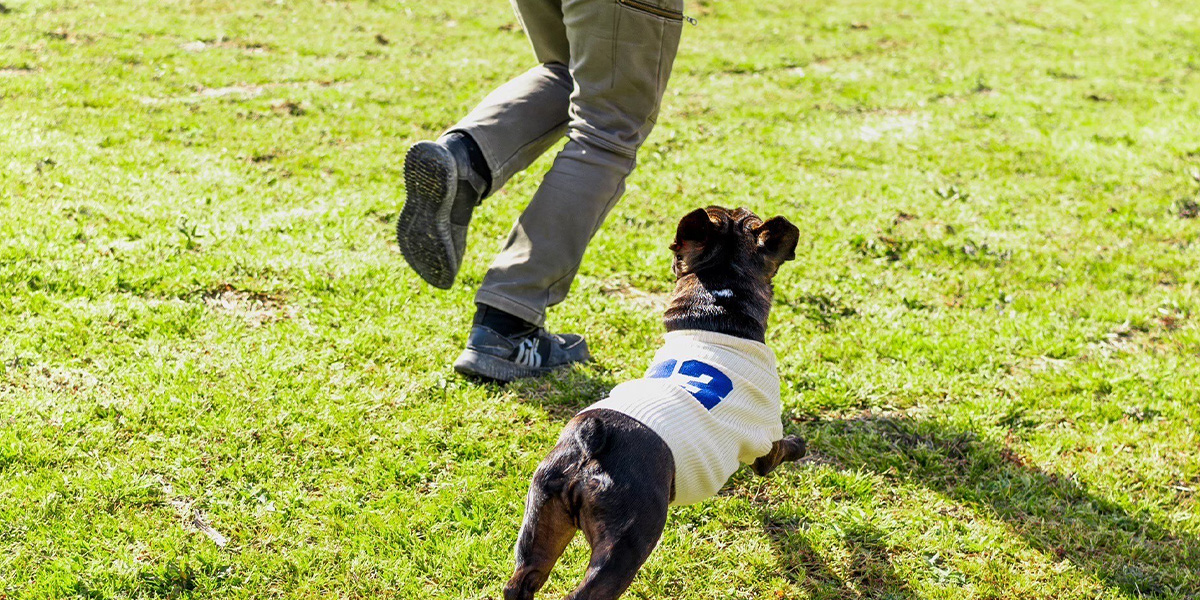 ドッグランminori