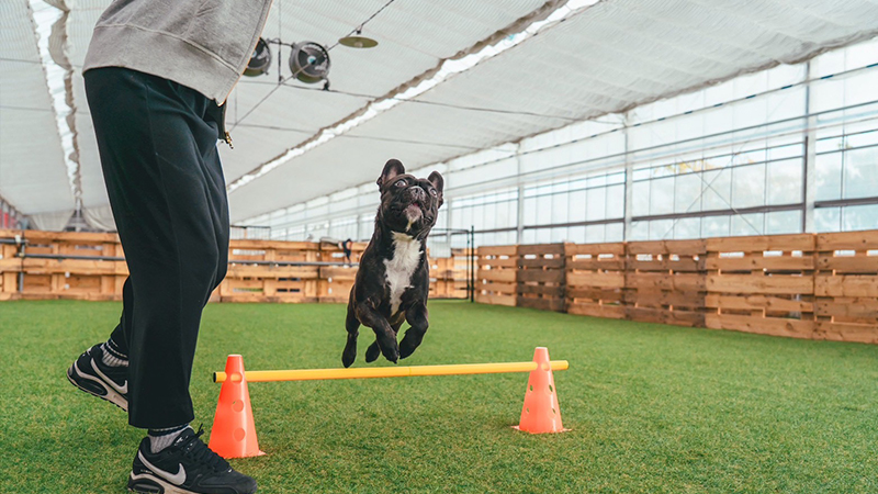 室内ドッグランも完備！