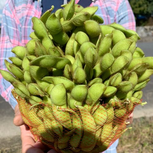 収穫した枝豆はネットに詰め放題でお得！